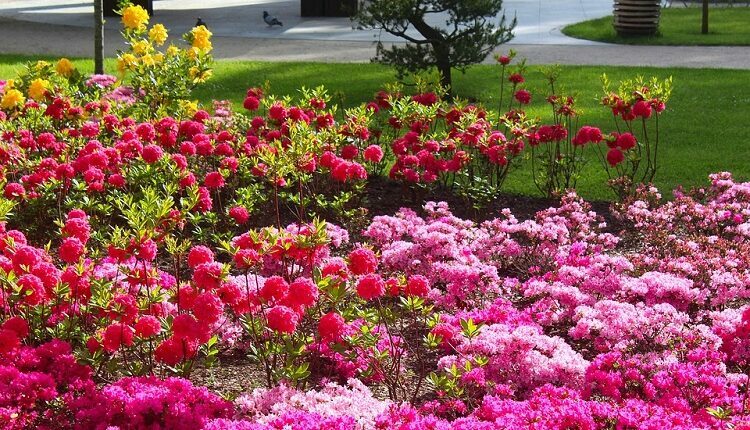 Garden Flourishing