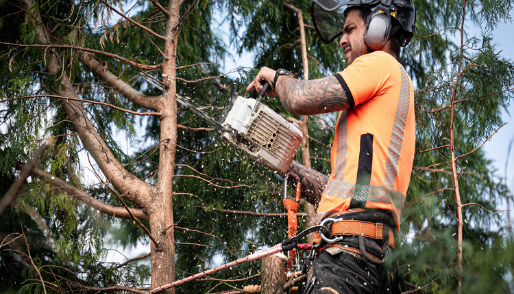 Tree Surgeon