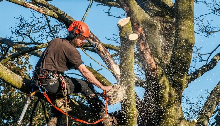 Tree Surgeon